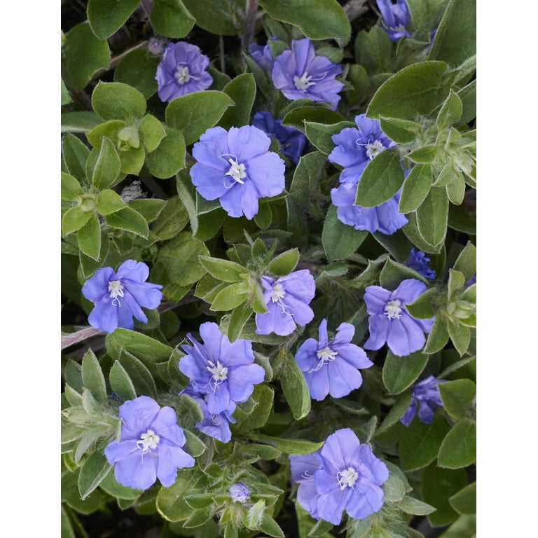 Expert Gardener 2Qt Evolvulous Blue Daze Live Plant Grower Pot
