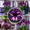 B, variant on Vigorous Amaryllis Bulbs-Low Maintenance for Winter Blooms-Ideal for Indoor, Plant Pots & Planters