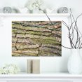 thumbnail image 1 of Thick Tree Skin Close Up - Floral Canvas Art Print, 1 of 1