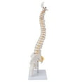 thumbnail image 4 of Modelo De Columna Vertebral, Modelo Espinal PVC Con Base Para La Enseñanza Del Aula De Ciencias, 4 of 7