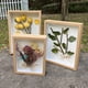 thumbnail image 1 of Marco de fotos de flores secas de madera, soporte de exhibición de flores secas, marco de fotos flotante decorativo, caja de exhibición de bricolaje, adecuado para flores secas, especímenes,, 1 of 6