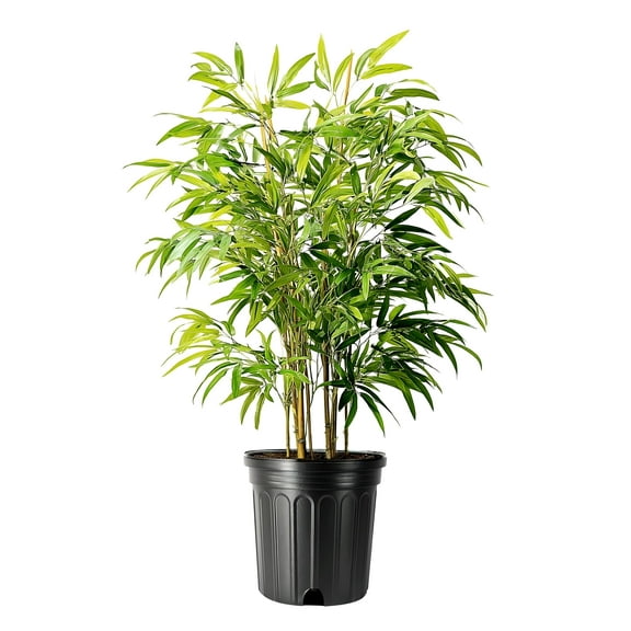 Golden Goddess Bamboo | 1 Extra Large 3 Gallon Plant | Bambusa multiplex | Fast Growing Privacy Screen | Clumping Bamboo for Landscapes Gardens Walkways Borders Foundation Beds Decorative Accent Use
