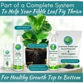 thumbnail image 5 of Fiddle Leaf Fig Potting Soil Mix by Fiddle Leaf Fig Plant Resource  Premium Organic Soil with Enhanced Drainage for Fast Growth and Healthy Roots Large Bag, 5 of 9