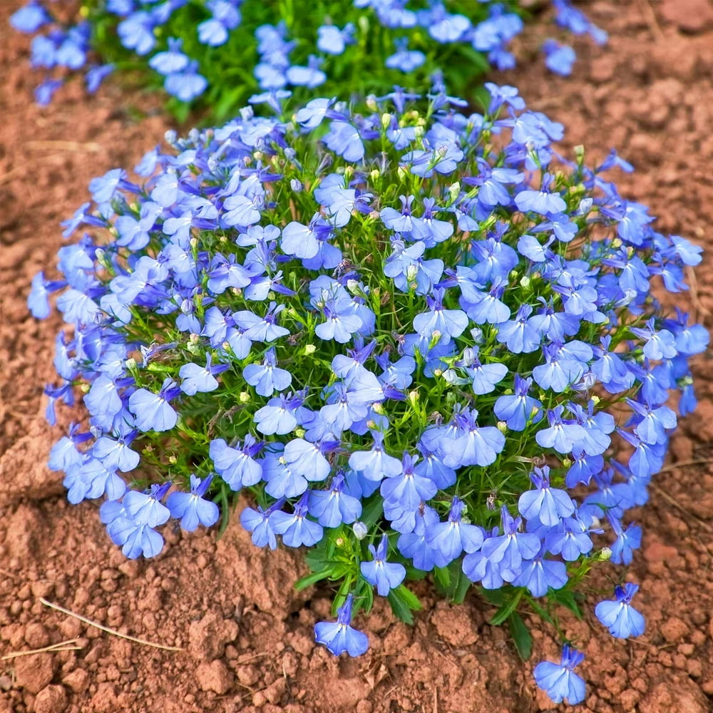 Lobelia Flower Garden Seeds - Cambridge Blue - 1000 Seeds - Upright ...
