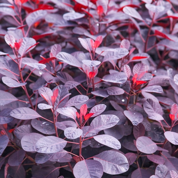 Direct Gardening Velvet Cloak Smoketree Dormant Bare Root Ornamental Starter Shrub