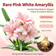 thumbnail image 2 of Amaryllis, Low Maintenance - Easy Grow - Ideal for Beds Borders, Plant Pots & Planters, 2 of 5