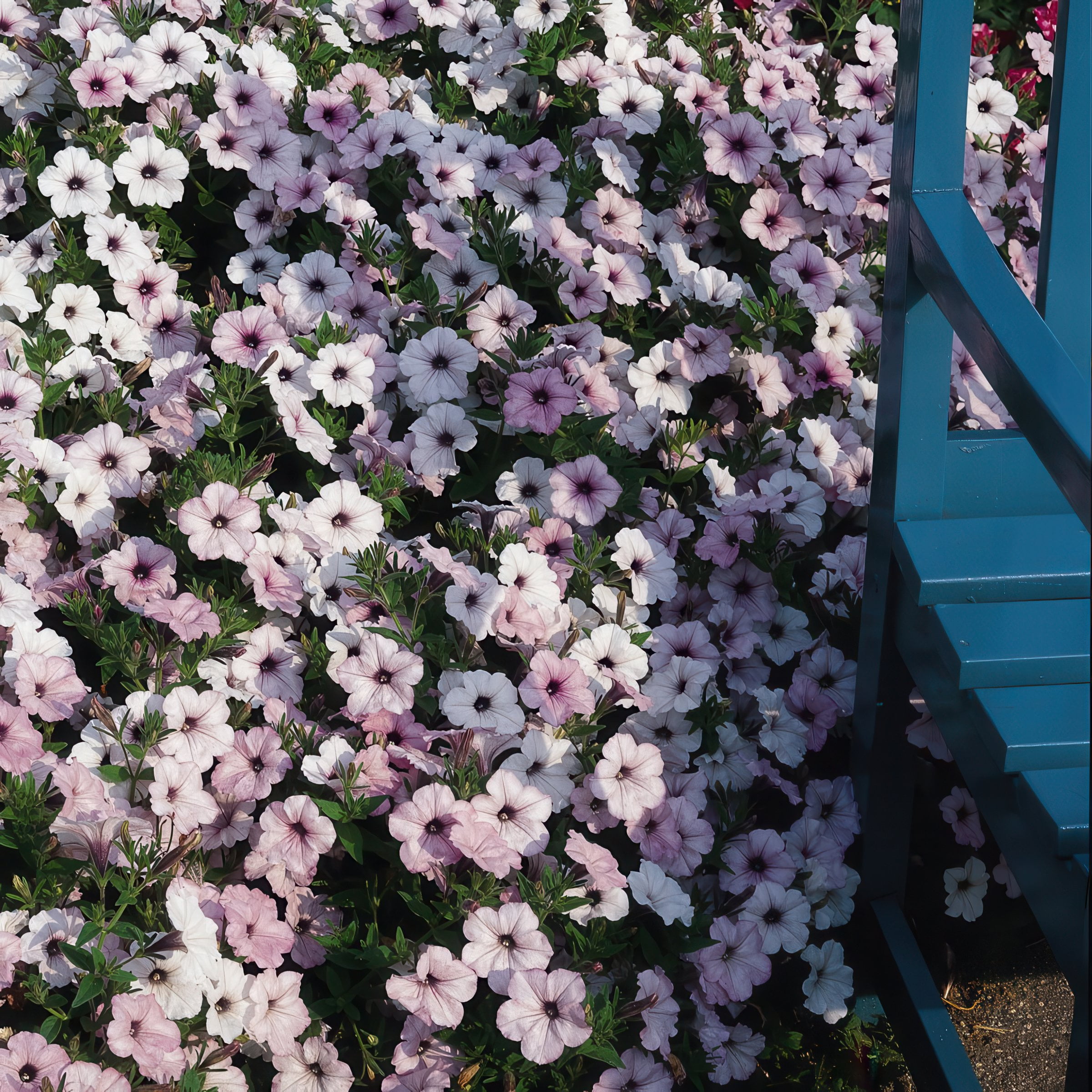 4 in. Petunia Tidal Wave Silver Live Annual Plant with White Flowers (3-Pack)