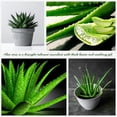 thumbnail image 4 of Aloe Vera Plant, Aloe Vera Small Live Plant, Succulent Houseplants 4 Inches Pot for Growing, 4 of 6