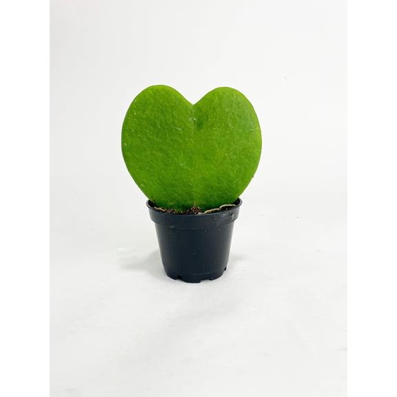 Sweetheart Hoya Kerrii Heart - Live Air-Purifying Indoor Plant in Nursery Pot – Easy Care, Low Maintenance Houseplant for Home & Office Decor, Natural Air Cleaner, Best for Beginners (3"Pot, Single)