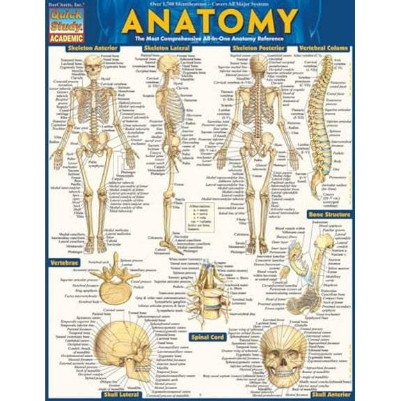 Pre-Owned Anatomy: Quickstudy Laminated Reference Guide (Misc.) 1423222784 9781423222781