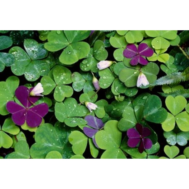 Wood Sorrel Plants Oxalis Oregana Stretched Canvas Panoramic Images 16 X 11 Walmart Com Walmart Com