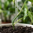 thumbnail image 3 of Plant Support Stakes, Acrylic Clear Potted Flora Fixed Rod Indoor Outdoor Garden Sticks Botanical Growth Tool Transparent Vegetation Stem Training Mounting Bracket, 15.75in, 3 of 6