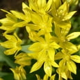 thumbnail image 5 of English Cottage Garden Collection-100 Bulbs Featuring 4 Varieties of Blue, Yellow, Red, White Flowers - Attracts Butterflies, Bees & Hummingbirds, 5 of 7