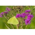 thumbnail image 2 of Day, Richard and Susan 18x13 Gold Ornate Wood Framed with Double Matting Museum Art Print Titled - Cloudless Sulphur (Phoebis sennae) on Missouri Ironweed (Veronia missurica)-Marion County-Illinois, 2 of 4