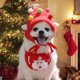 thumbnail image 5 of Perro Gato Vestir Diadema de perro gato de navidad para invierno cachorro vestir accesorios para mascotas (sombrero rojo S) Likrtyny Libre de BPA, 5 of 6