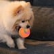 thumbnail image 1 of Pelota interactiva para perros con luz de colores, recargable por USB, juguete rodante automático para mascotas, pelota móvil para patio, piscina y Naranja, 1 of 8