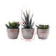 thumbnail image 3 of Plantas Suculentas Artificiales, Vegetación Falsa, Plantas En Maceta De Simulación En Miniatura, Maceta Surtida Segura Para Escritorio De Oficina Y Hogar Eigraketly HA016575-00, 3 of 5