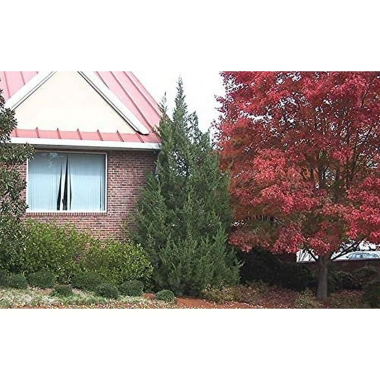 林家三平/ジャングル・ハウス・スリーガス Hetzi Columnar Juniper 3 Live Gallon Size Trees Juniperus