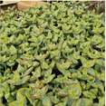 thumbnail image 4 of Live Succulent Plants 4" Pot Crassula Conjuncta, 4 of 5