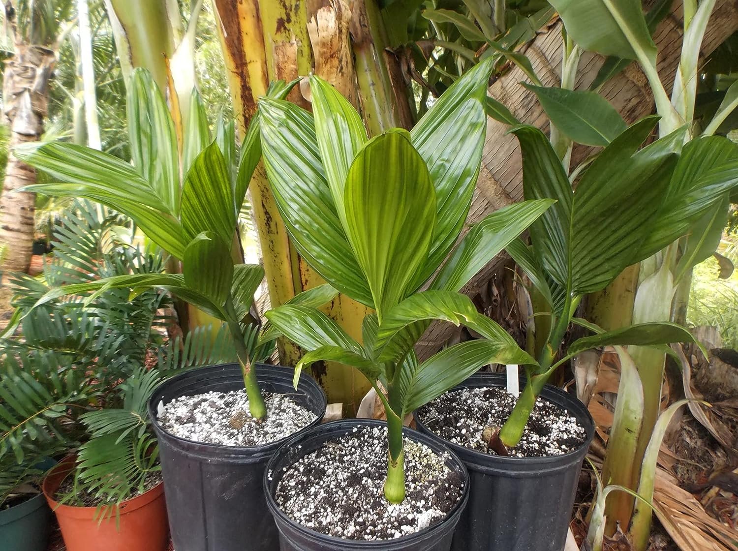 Dwarf Areca Catechu Palm - Live Plant in a 10 Inch Pot - Areca Catechu 'Dwarf' - Breathtaking Ornamental Palms from Florida for The Home and Patio - image 4 of 5