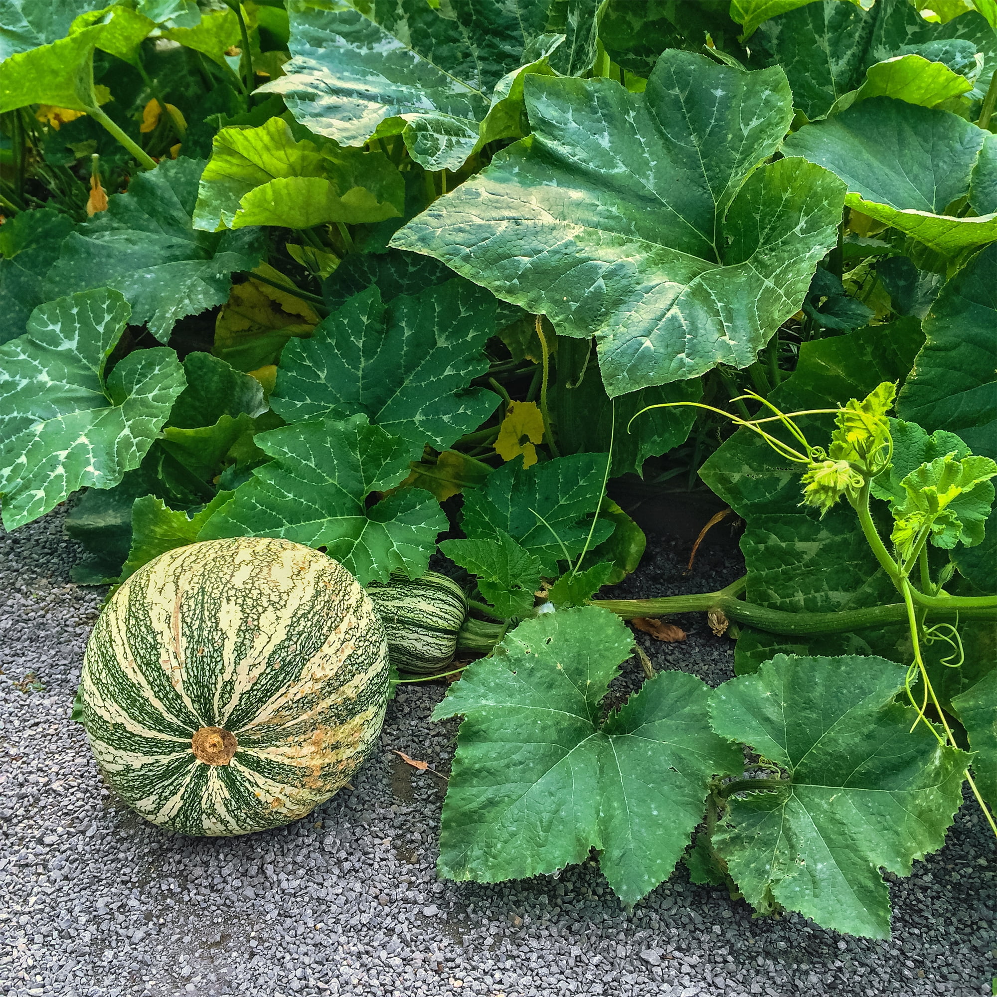 Cushaw Gmo Seeds Green Striped 20 Heirloom Organic Non Sweet Potato Pumpkin 