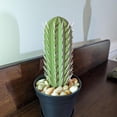 thumbnail image 4 of Great promotion! 3D Printed Cactus Toothpick Dispenser Household Plant Cross-border Cactus Toothpick Dispenser, 4 of 4