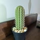 thumbnail image 4 of Clearance 3D Printed Cactus Toothpick Dispenser Household Plant Cross-border Cactus Toothpick Dispenser, 4 of 4