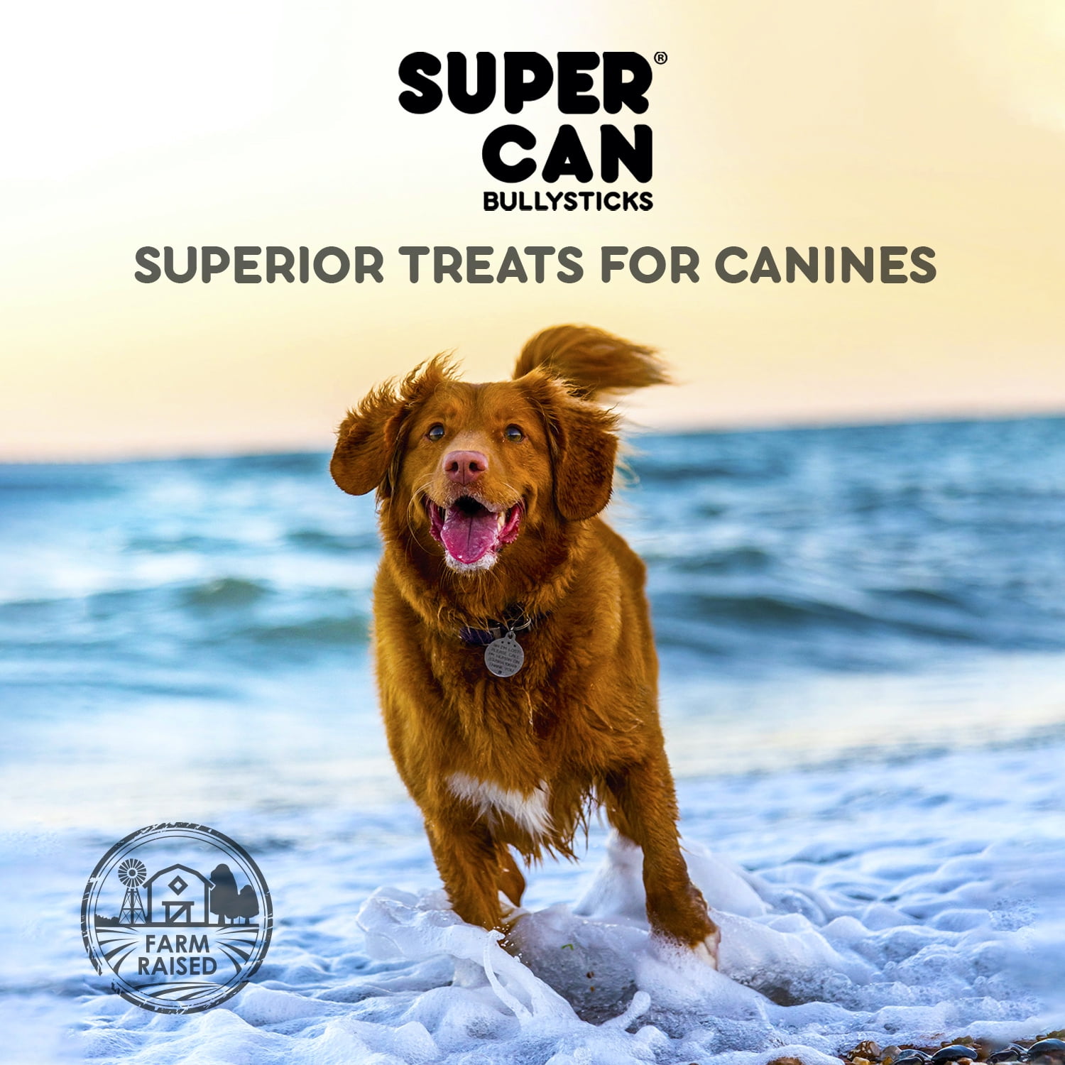 Supercan Bully Sticks for Large Dogs, 6-inch Mega Monster Bully Sticks [5-Pack] Thick Bully Sticks for Ferocious Chewers - Long Lasting Dental Treats - Non-GMOs 100% Natural Beef Sticks for Dogs
