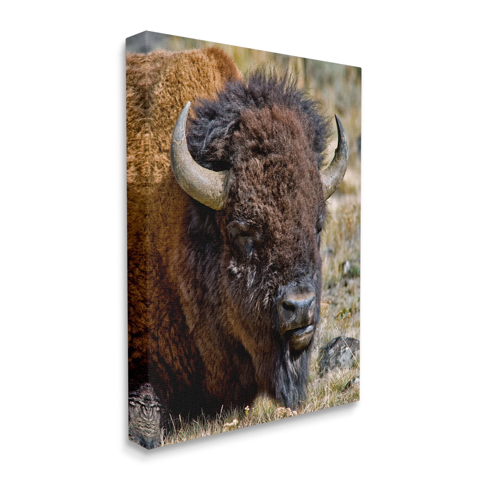Stupell Industries Bison Resting Photography Animals & Insects Photography Gallery Wrapped Canvas Print Wall Art, 30 x 40