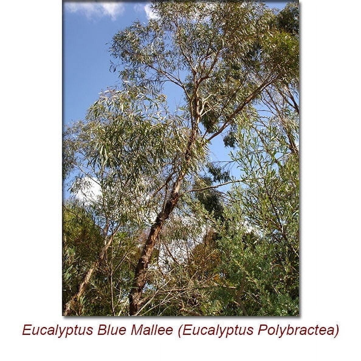 Eucalyptus Blue Mallee Organic Essential Oil 1 fl oz (30 ml) - 100% Pure and Natural by Silky Scents