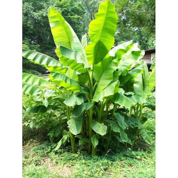Daylily Nursery Hardy Banana Live Plant in 4" Pot