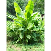 3 Musa Basjoo Banana Tree/ Hardy Banana Tree in 4 inch pots
