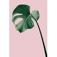 thumbnail image 2 of 1x Studio III 13x18 White Modern Wood Framed Museum Art Print Titled - Monstera Pink No 05, 2 of 4