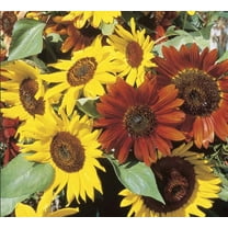 Autumn Beauty Sunflower Seeds