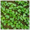 thumbnail image 3 of Everwilde Farms - 1 oz Organic Tat Soi Chinese Cabbage Seeds - Gold Vault Bulk Seed Packet, 3 of 3