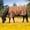 Bloomin' Toolin', variant on Jeffers Expression 1200 Denier Standard Neck Turnout Sheet, Skater Cowgirl, 72"- Waterproof, Breathable Horse Sheet with 0g Polyfill, No insulation - Ideal Protection for Wind & Rain, Light Weight