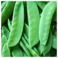 thumbnail image 1 of Everwilde Farms - 1 oz Sugar Lace II Snap Pea Seeds - Gold Vault Bulk Seed Packet, 1 of 3