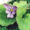 thumbnail image 4 of Violet Cutter by WSA, 4 of 5
