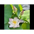 thumbnail image 3 of 5 Rare Seeds| Twinkle Toes Lotus -MINI LOTUS Seeds - Indian Lotus (Nelumbo nucifera) Seeds - Flower Seeds - B3G1 #Q049, 3 of 5