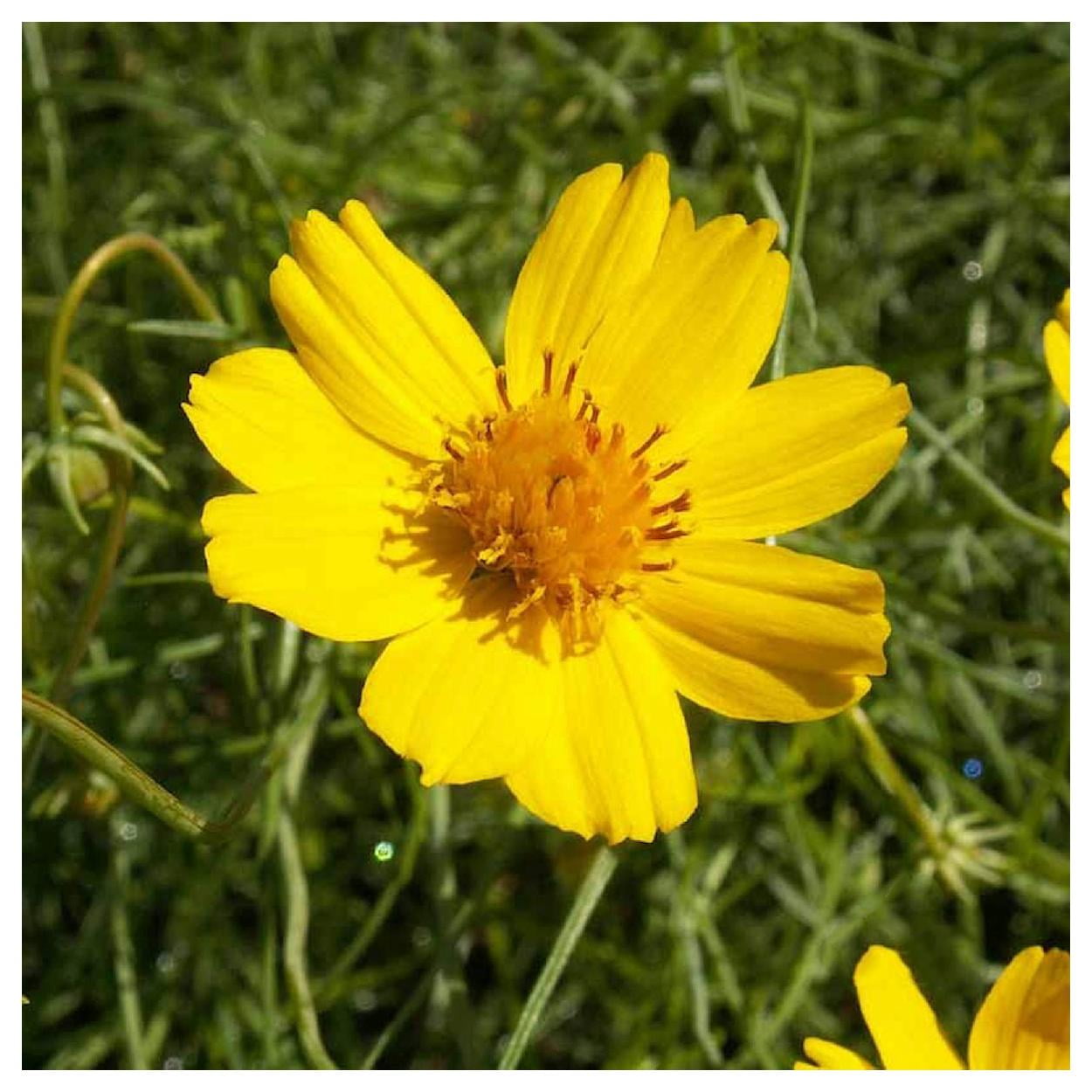 Everwilde Farms - 1/4 lb Greenthread Native Wildflower Seeds - Gold Vault Bulk Seed Packet