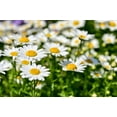 thumbnail image 2 of 1000 DWARF White SHASTA DAISY Chrysanthemum Maximum Flower Seeds, 2 of 7