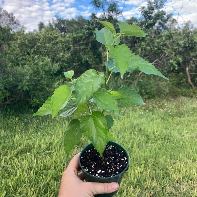 Everbearing Mulberry Tree - Live Plant in a 4 Inch Pot - Edible Fruit Tree  for The Patio and Garden