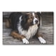thumbnail image 1 of Cuadro Canvas Pixtreats Listo Para Colgar Tipo Galería Border Collie 50X75 cm, 1 of 4