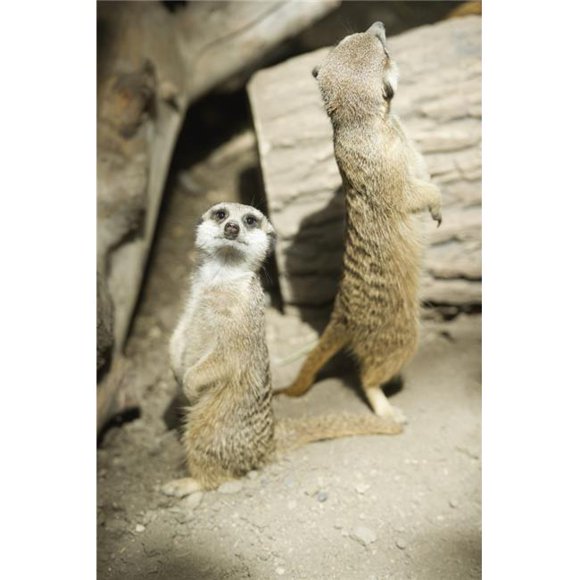 Posterazzi DPI12257206LARGE Meerkats Standing Upright at The Calgary Zoo - Calgary Alberta Canada Poster Print - 24 x 38 in. - Large