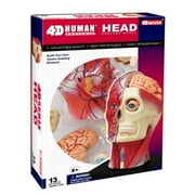 Tedco Toys 4D Human Anatomy Head Model