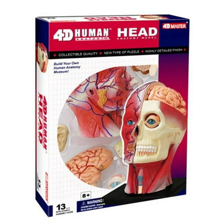Tedco Toys 4D Human Anatomy Head Model