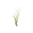 thumbnail image 3 of Large Butzii Air Plants 5 to 8 Inches - Live Succulent House Plants - Available in Wholesale and Bulk - Home and Garden Decor - Easy Care Indoor and Outdoor Plants (Pack of 5 ), 3 of 12