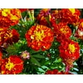 thumbnail image 5 of TomorrowSeeds - Red Cherry French Marigold Seeds - 1000+ Count - For 2026 Planting Dwarf Tagetes, 5 of 9