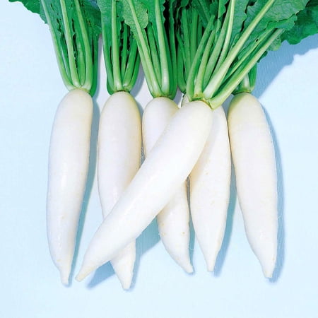 Radish Seeds - Everest - Hybrid - 4 Oz ~700… product image