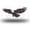 Ornate winged Flying Eagle, variant on Ornate winged Flying Eagle Front License Plate,Metal License Plate,Funny Standard Plates Personalized Novelty Decorative For Men/Women/Boys/Girls Car 6×12 Inch